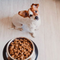 Comida saludable para tus mascotas