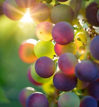Racimo de uvas_Vino-Vegano