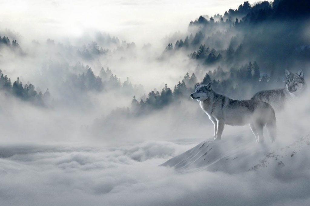 Lobos_montaña_niebla