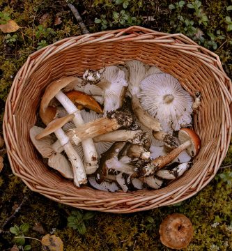 Cestas con setas y hongos