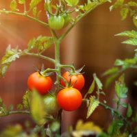 Hortalizas huerto de tomates