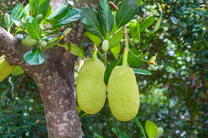▷ Jackfruit: la fruta de moda que parece carne - ? CONSUMIR VEGANO